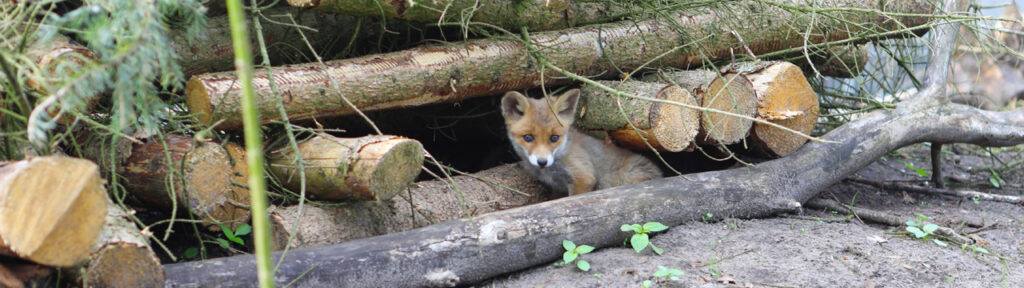 Heimische Waldtiere kennenlernen - Basisseminar